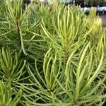 Senecio barbertonicus