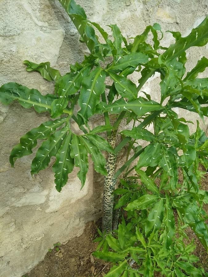 Dracunculus vulgaris — search result for 'Araceae'