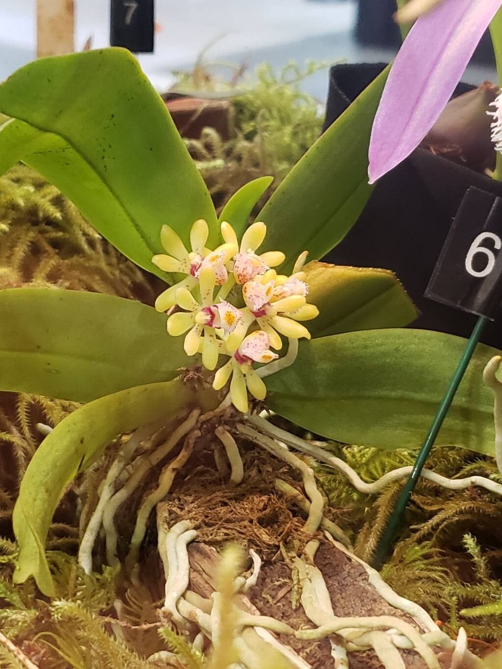 Gastrochilus obliquus — related species from the same genus