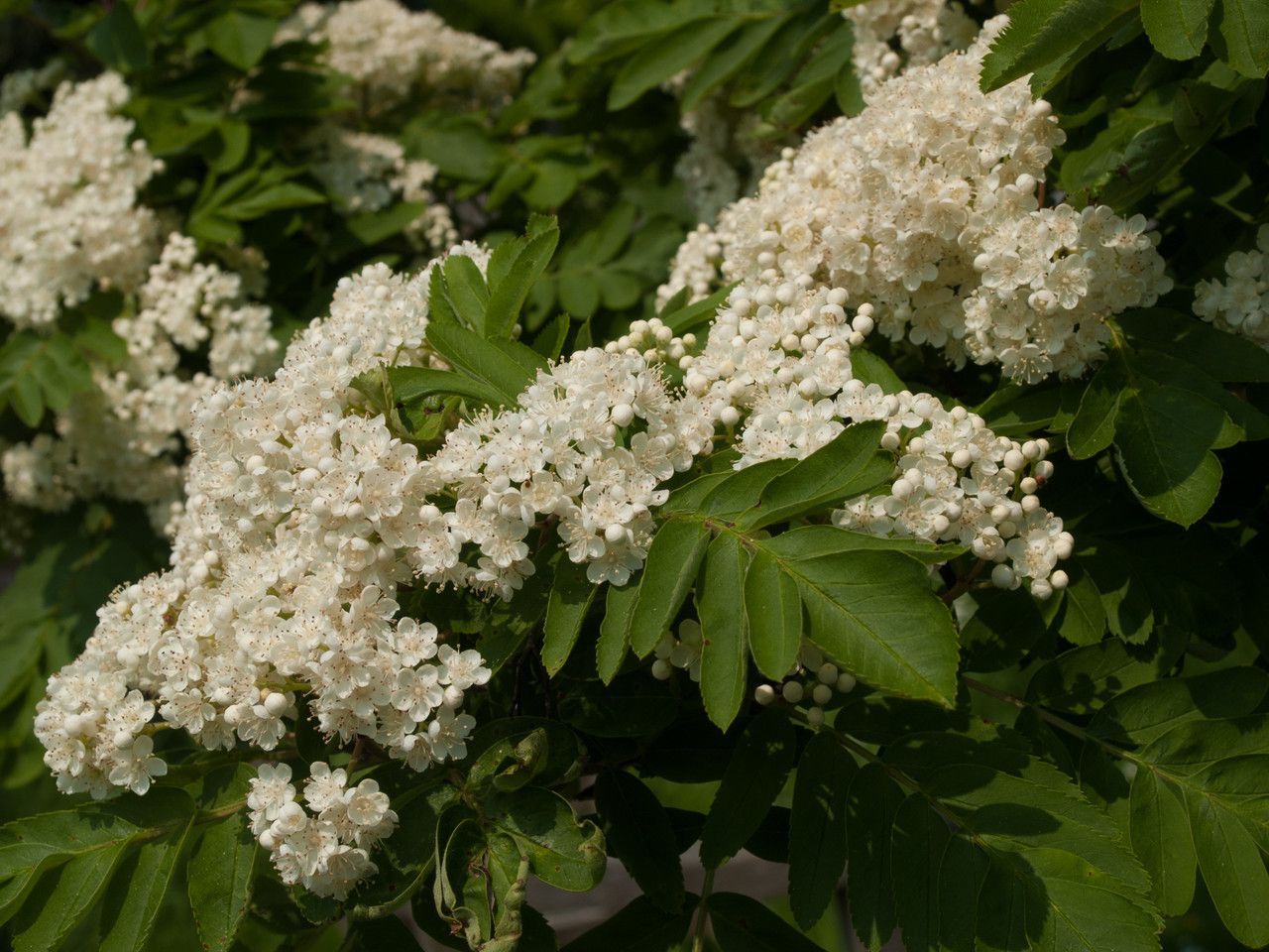 Sorbus hybrida flower