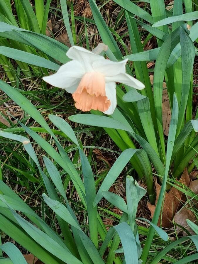 Narcissus × medioluteus — search result for 'Narcissus'