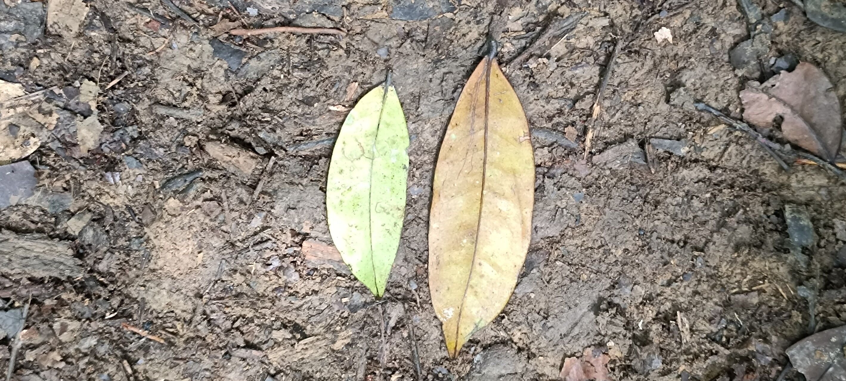 Prioria gilbertii — related species from the same genus