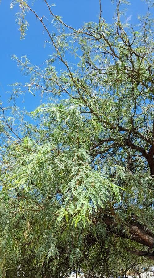 Prosopis flexuosa habit