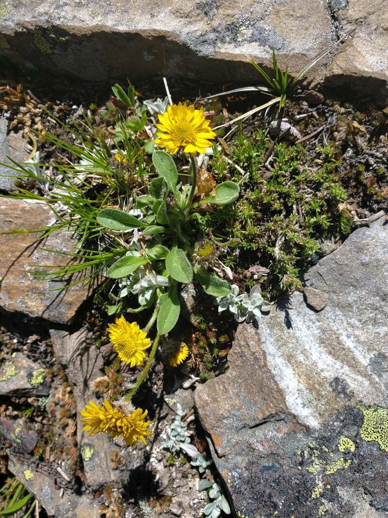 Erigeron aureus habit