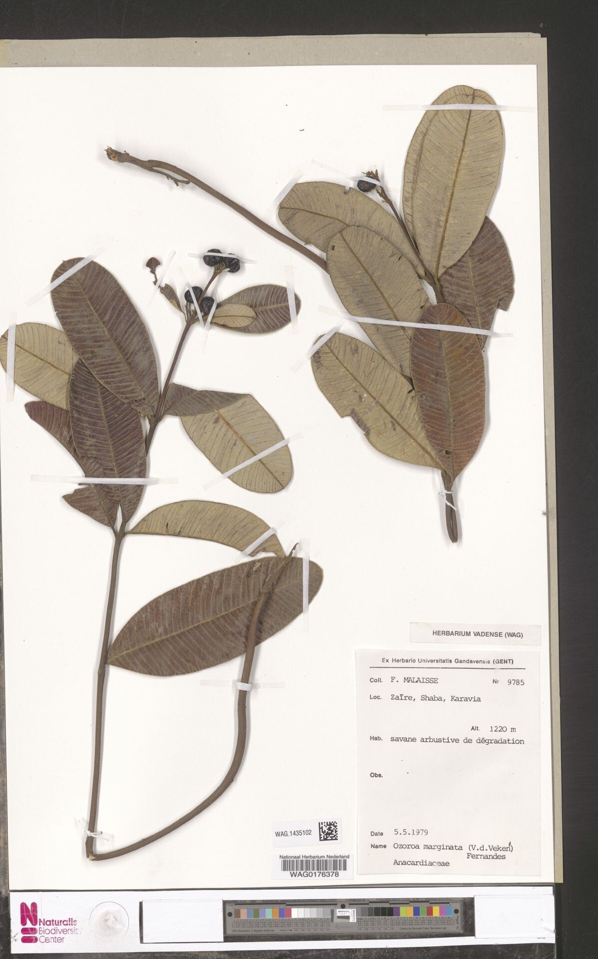 Ozoroa marginata — search result for 'Ozoroa'