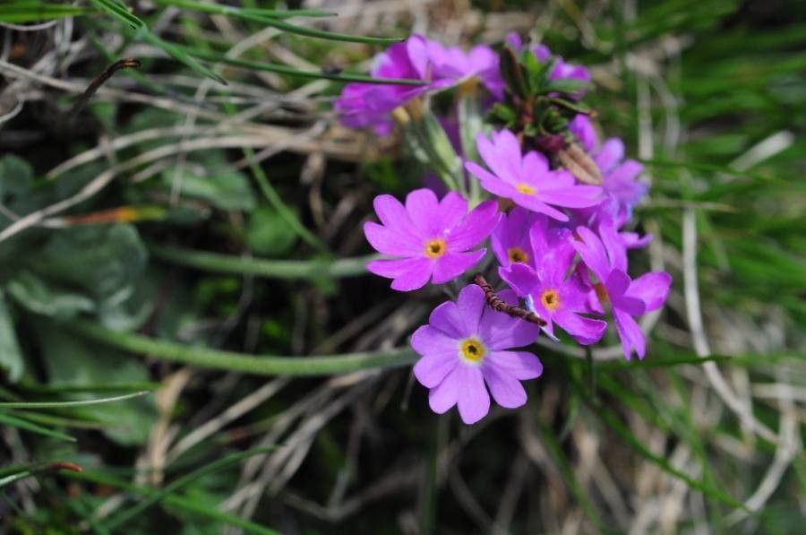 Primula farinosa flower