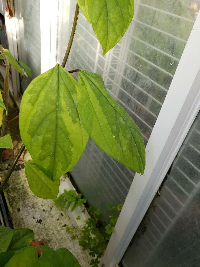 Rhododendron thomsonii leaf