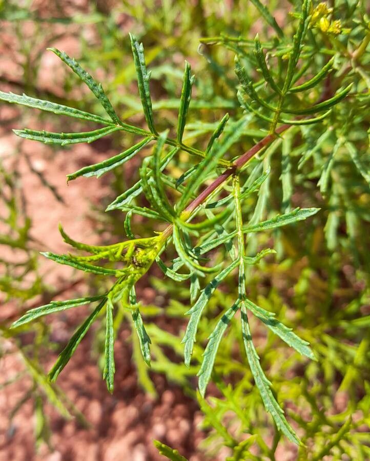 Tagetes riojana — search result for 'Tagetes'