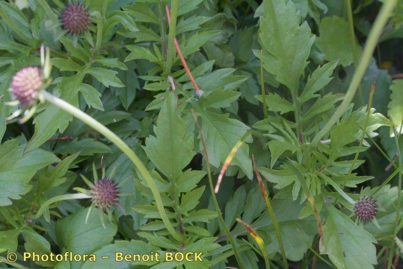 Scabiosa velenovskiana — houseplant care guide