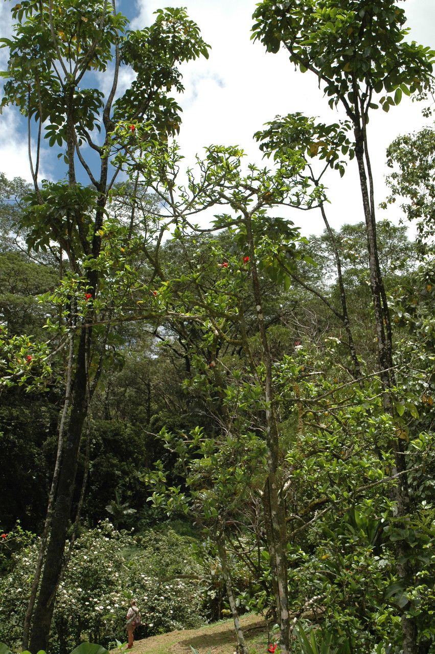 Hibiscus clayi habit