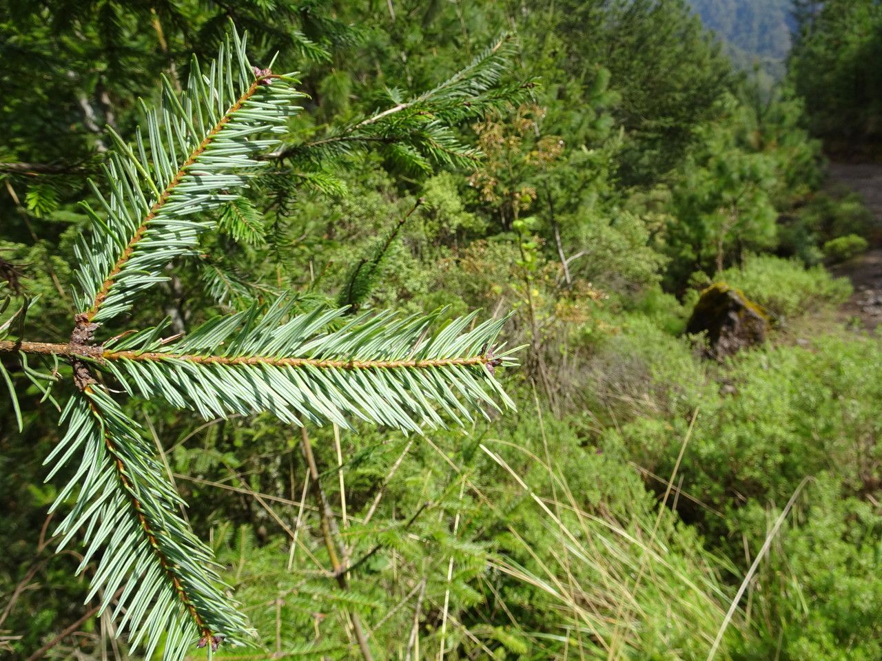 Abies religiosa leaf