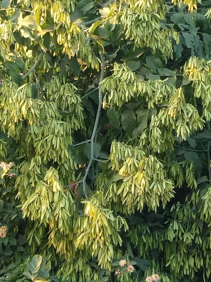 Ventilago maderaspatana fruit