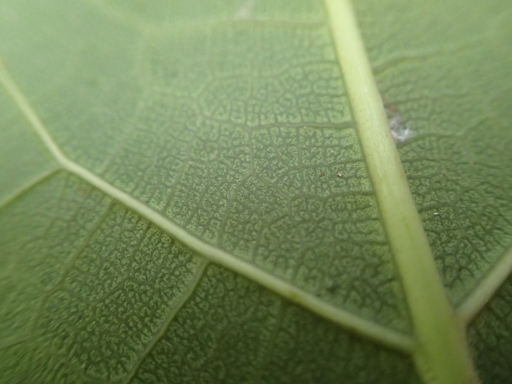Ficus leiocarpa leaf