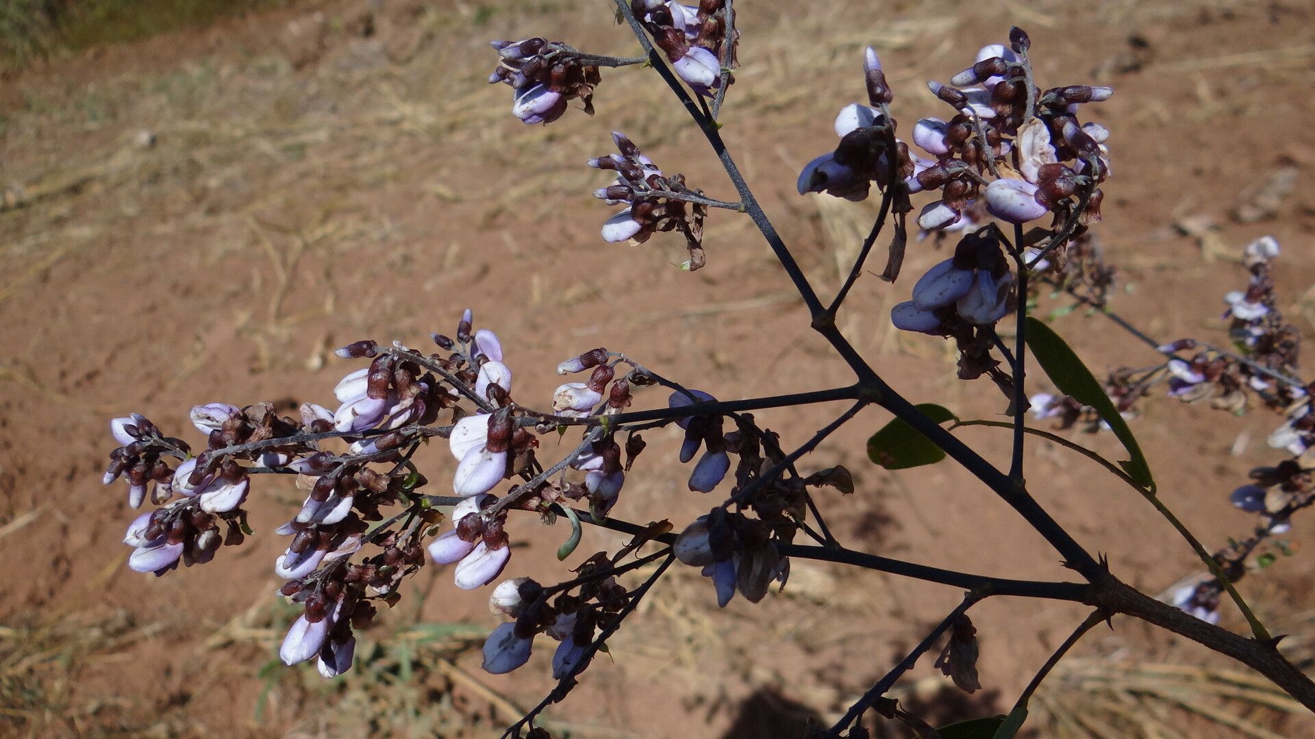 Machaerium hirtum flower