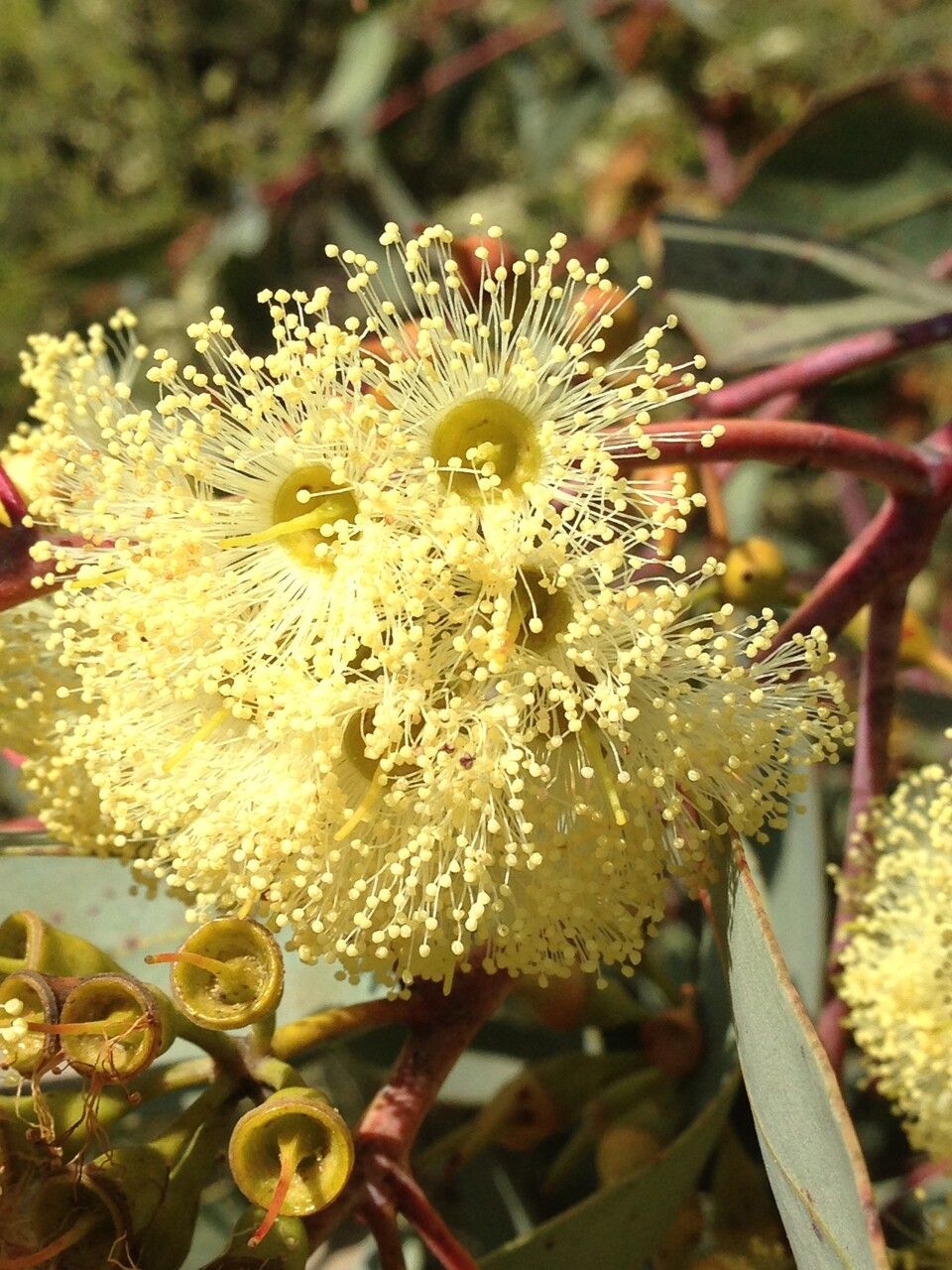 Eucalyptus socialis other
