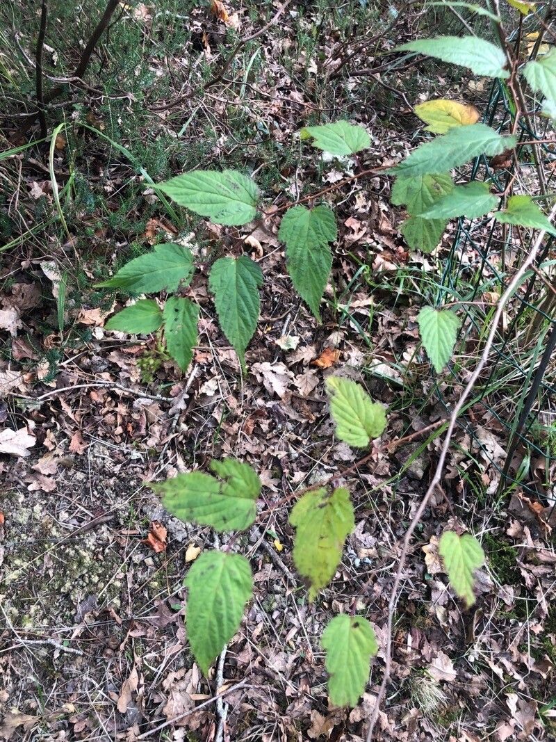 Neillia thyrsiflora — houseplant care guide