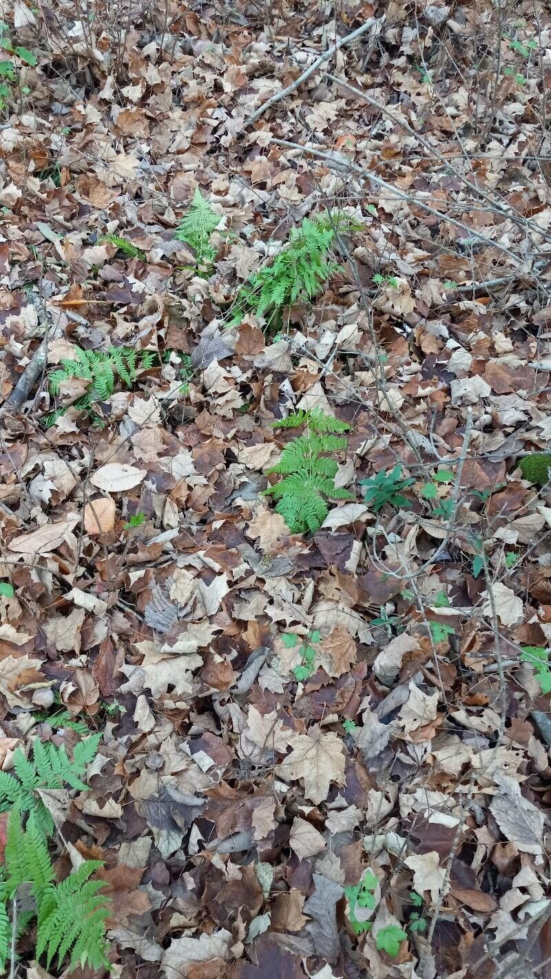Dryopteris intermedia habit