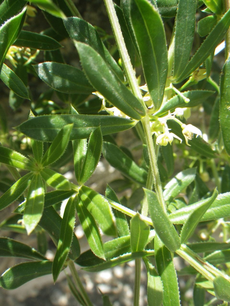 Rubia tenuifolia flower