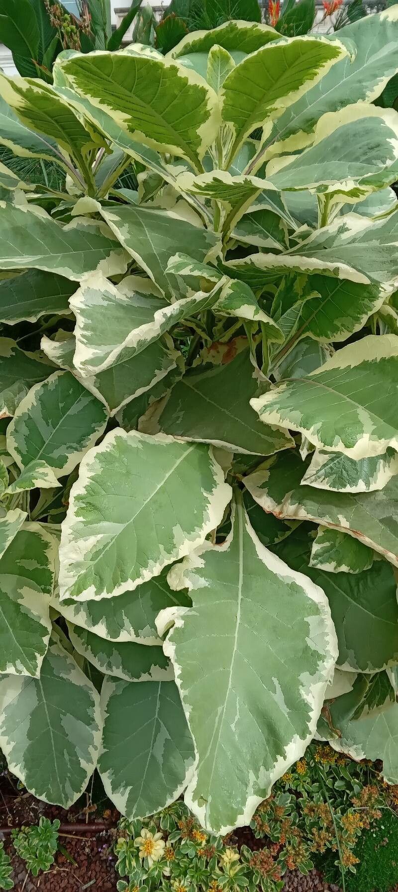 Nicotiana tomentosa habit