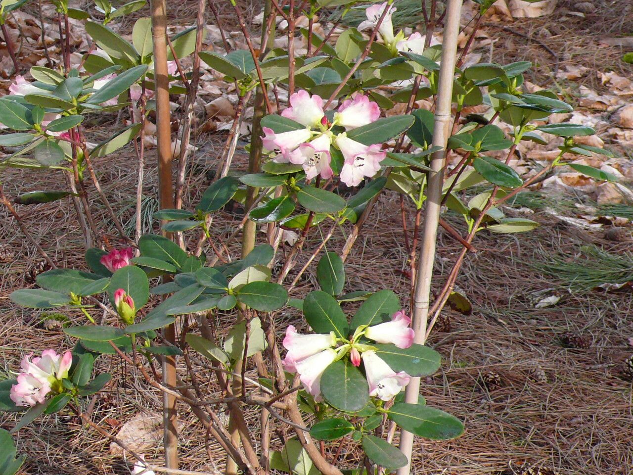 Rhododendron stewartianum — houseplant care guide