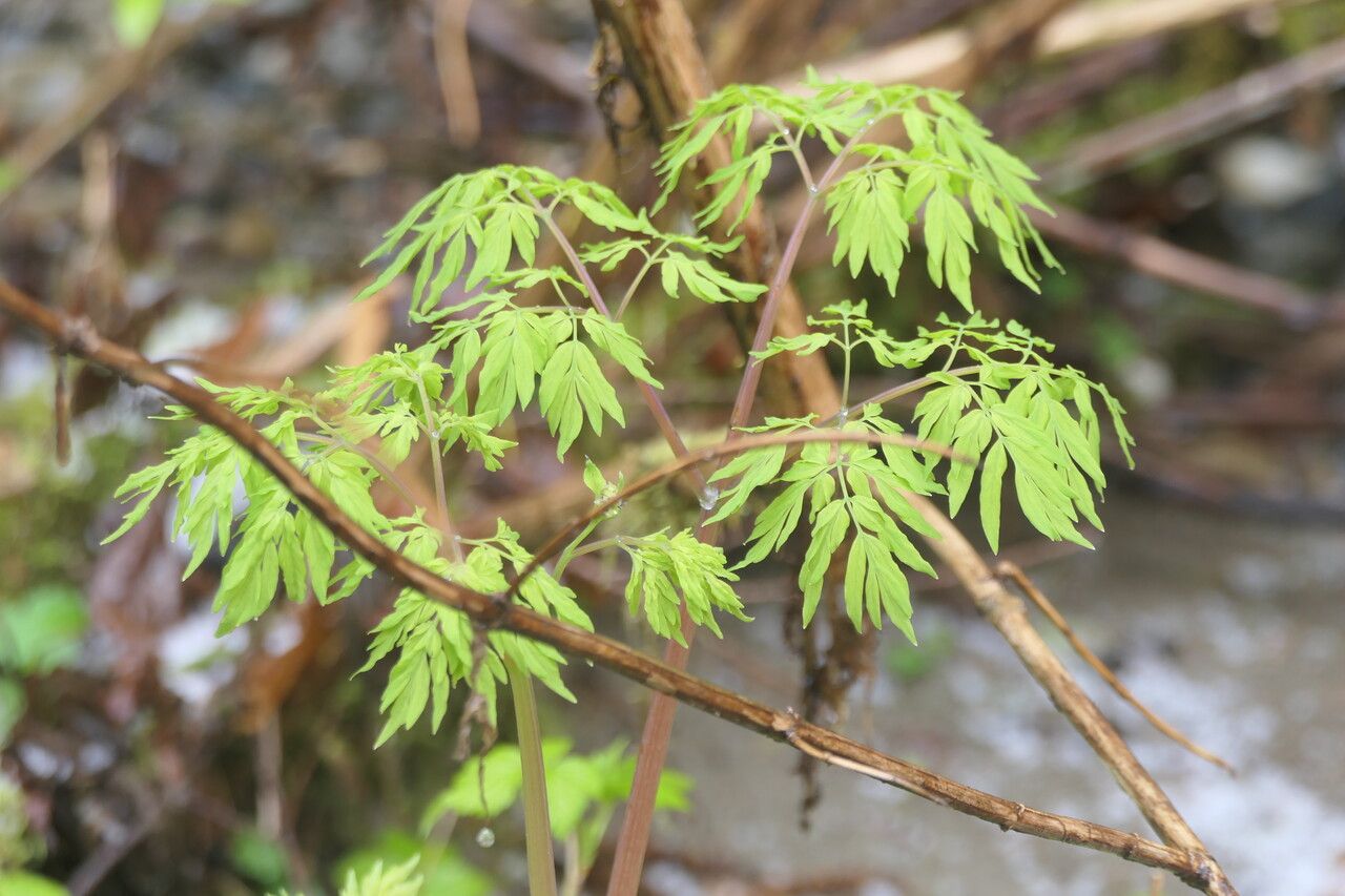 Corydalis scouleri habit