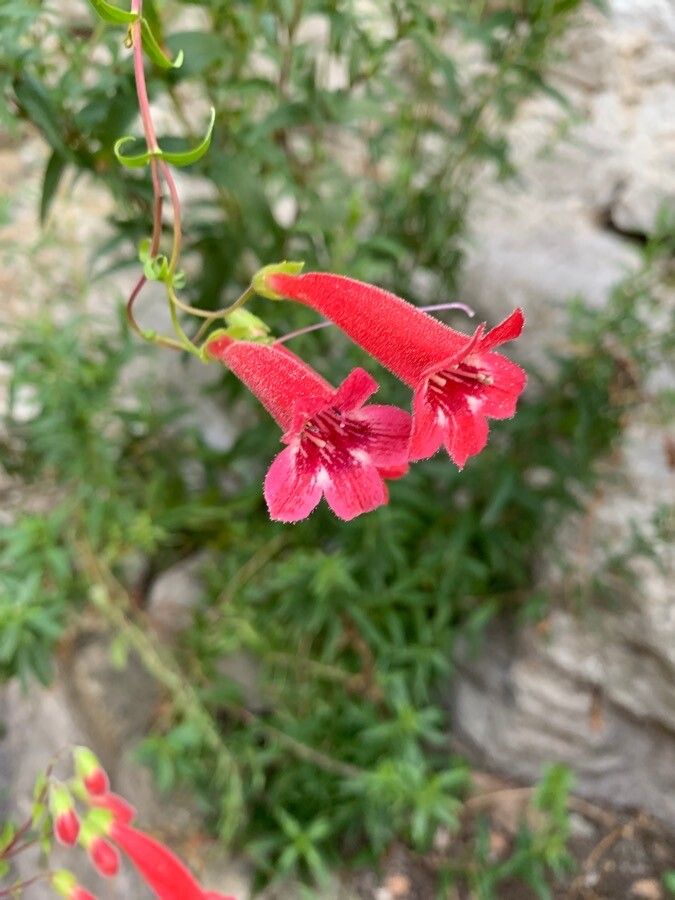 Penstemon baccharifolius flower