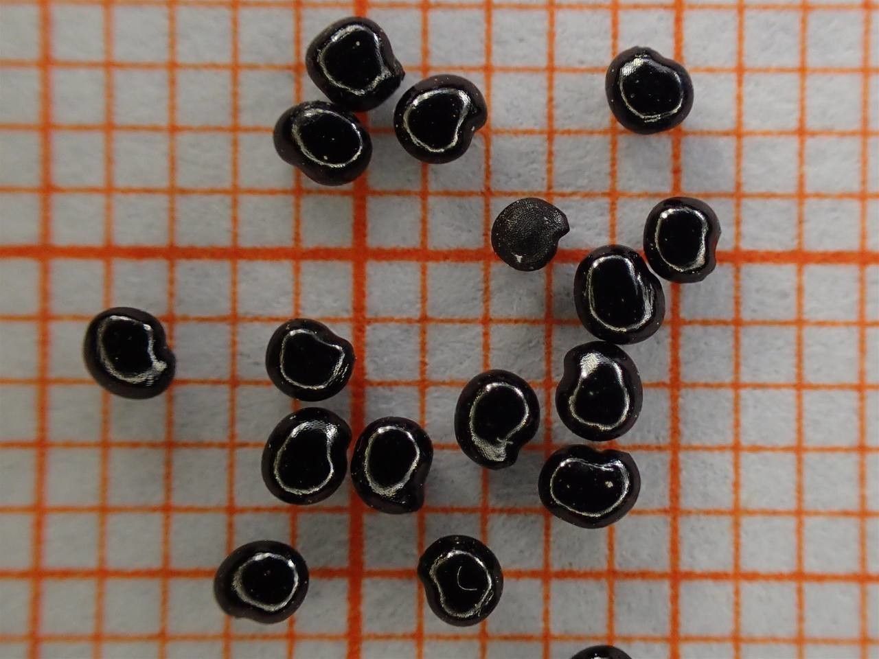 Adlumia fungosa other