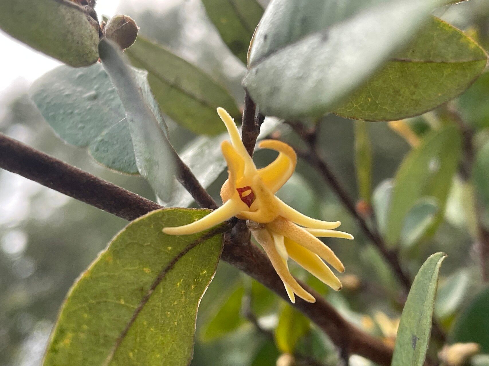 Xylopia tomentosa flower