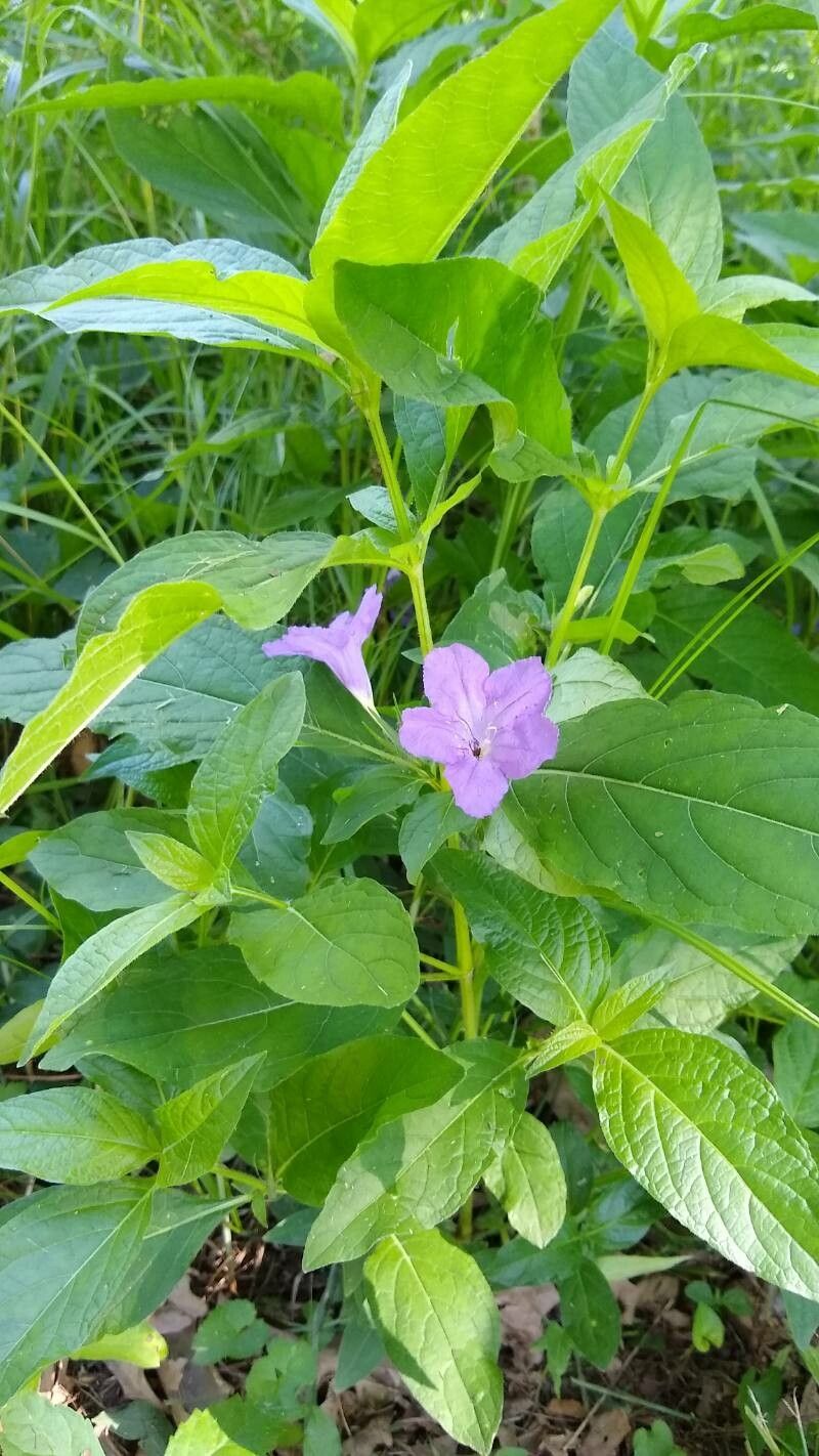 Ruellia geminiflora habit