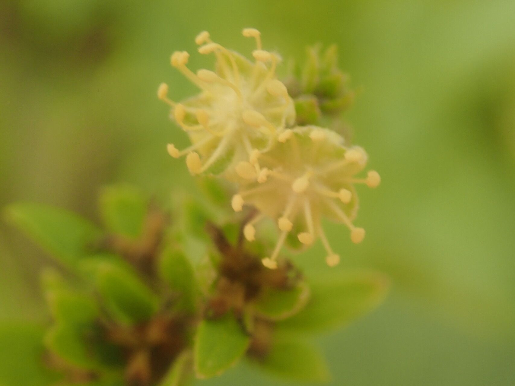 Croton adenophorus flower