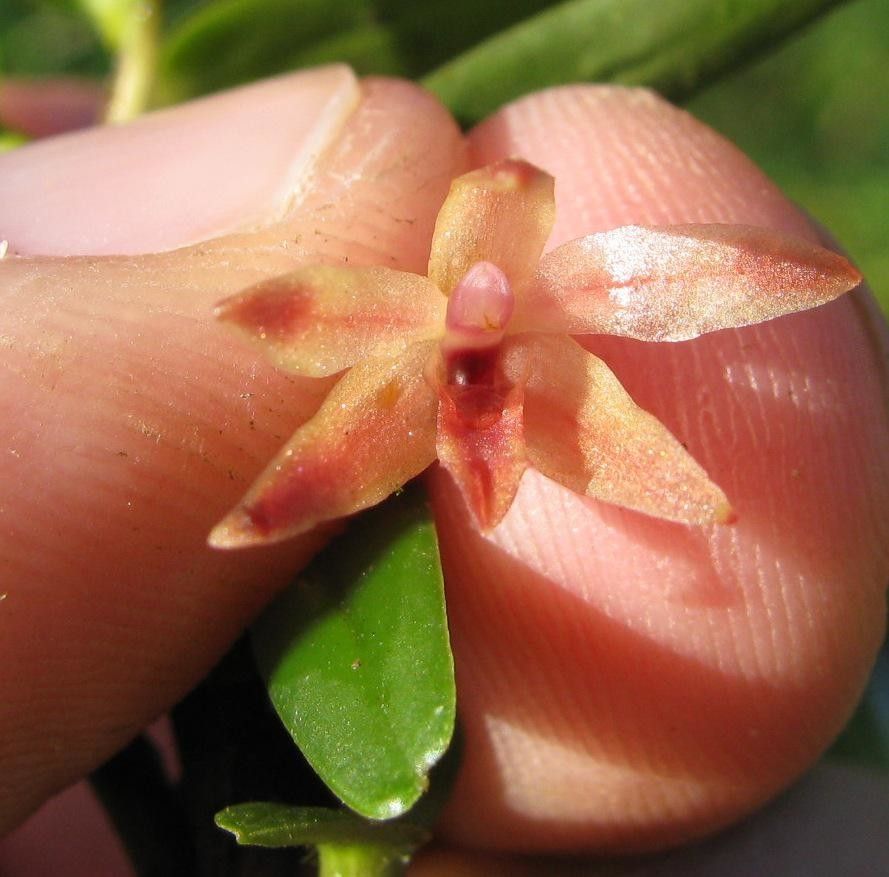 Camaridium dendrobioides other