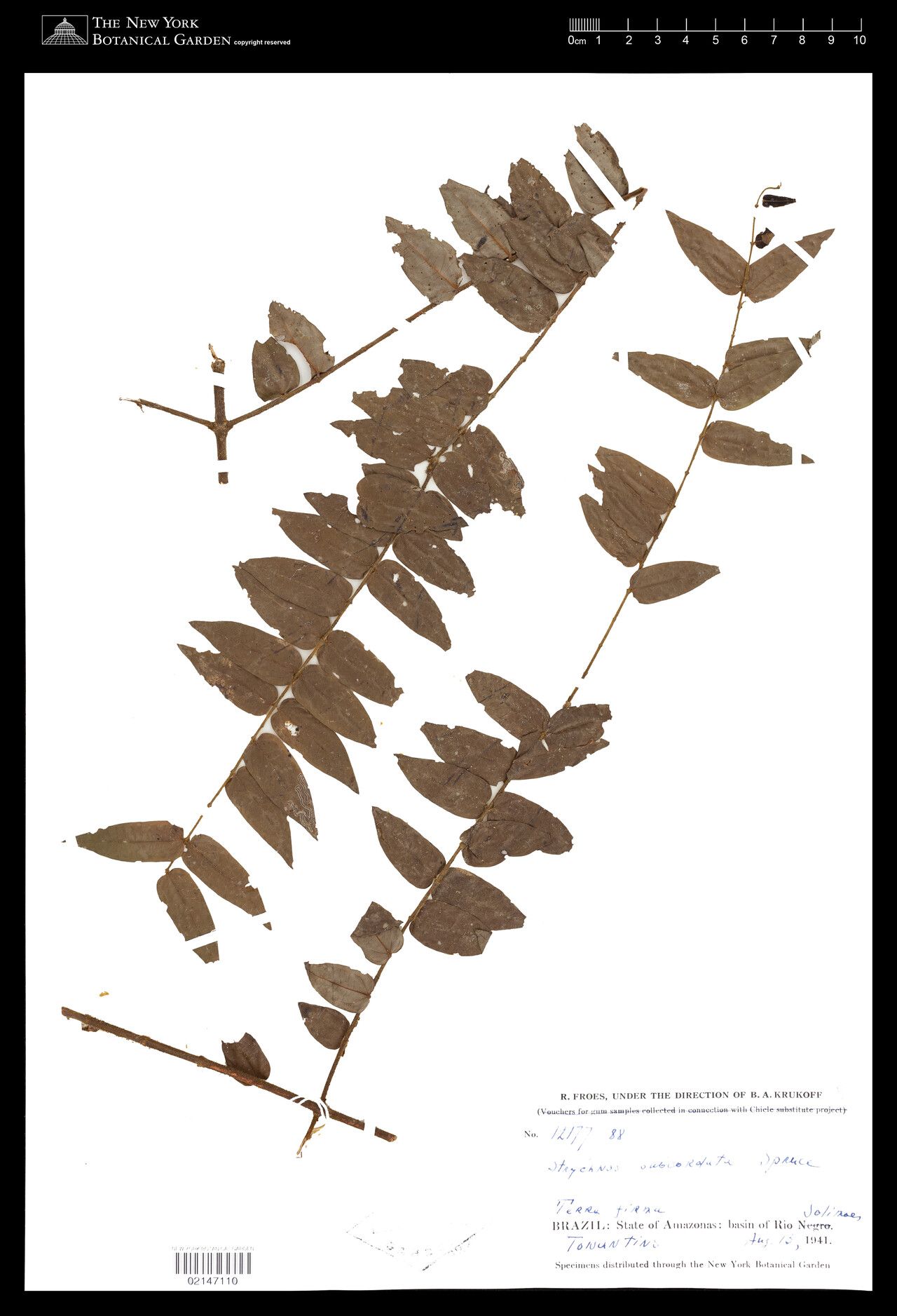 Strychnos subcordata — houseplant care guide