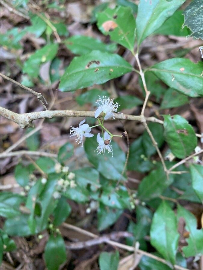 Eugenia oerstediana — search result for 'Eugenia'