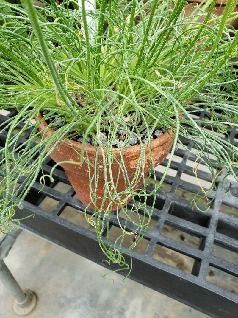 Albuca namaquensis — houseplant care guide