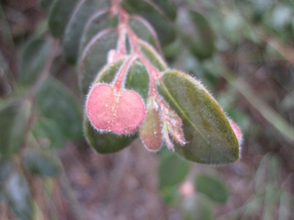 Phyllanthus avanguiensis fruit
