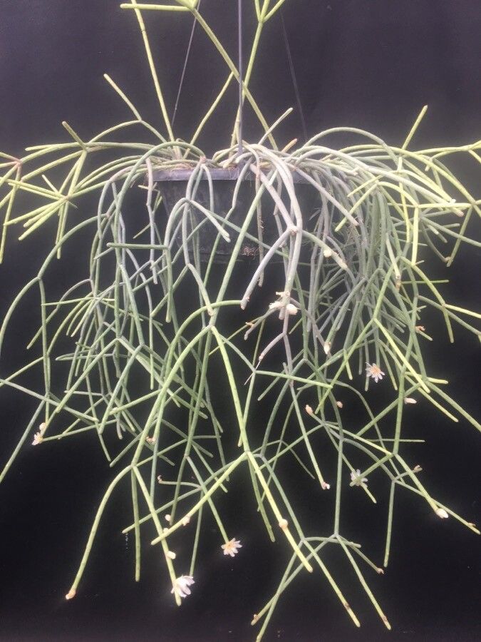 Rhipsalis neves-armondii habit