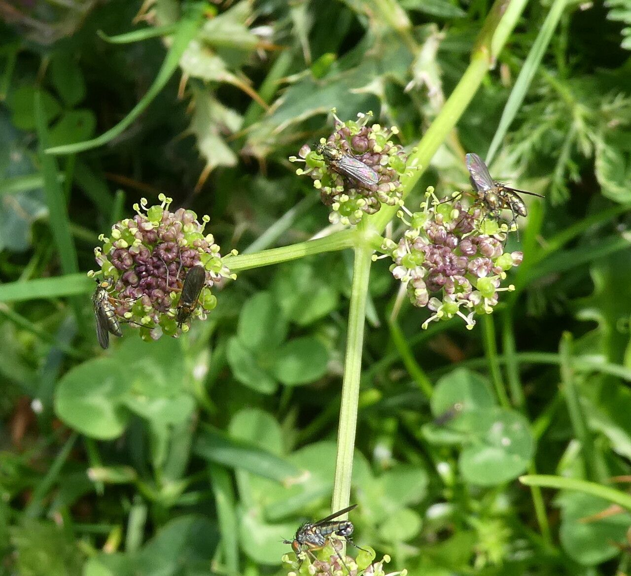Angelica pyrenaea flower