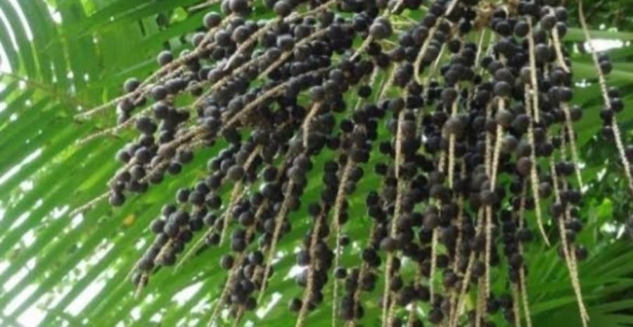 Euterpe oleracea fruit