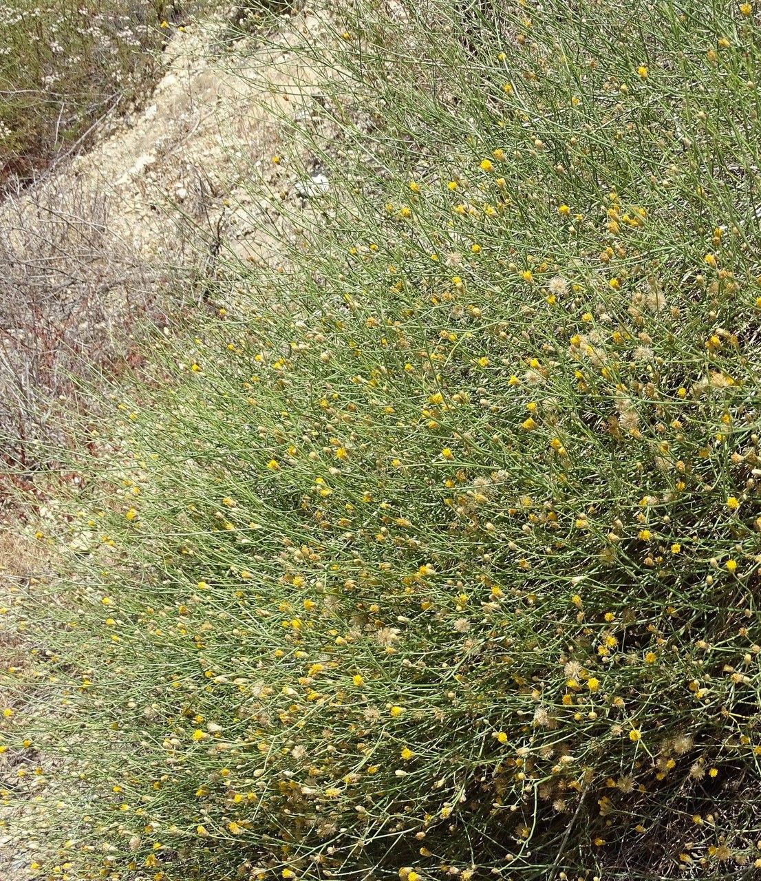 Bebbia juncea habit