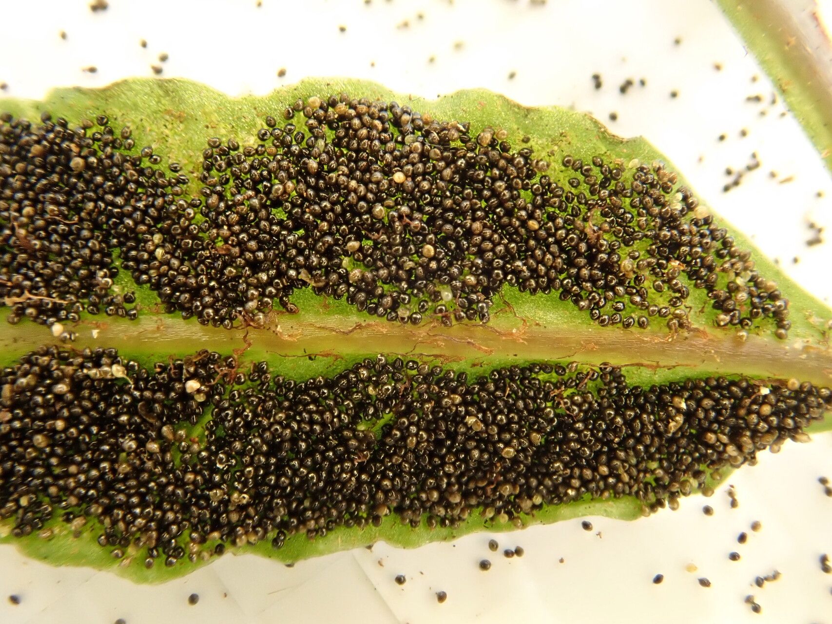 Bolbitis acrostichoides other