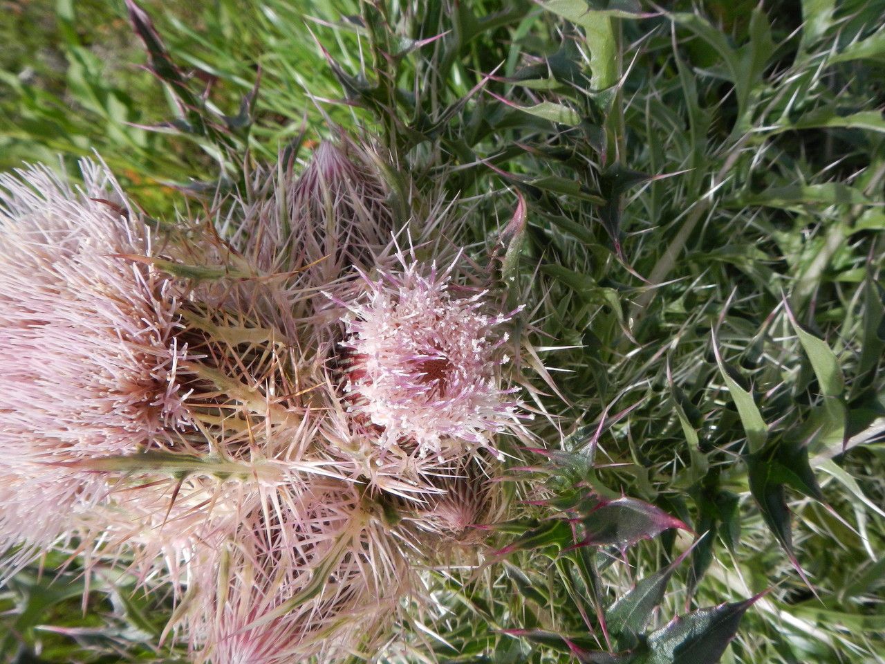 Cirsium horridulum fruit