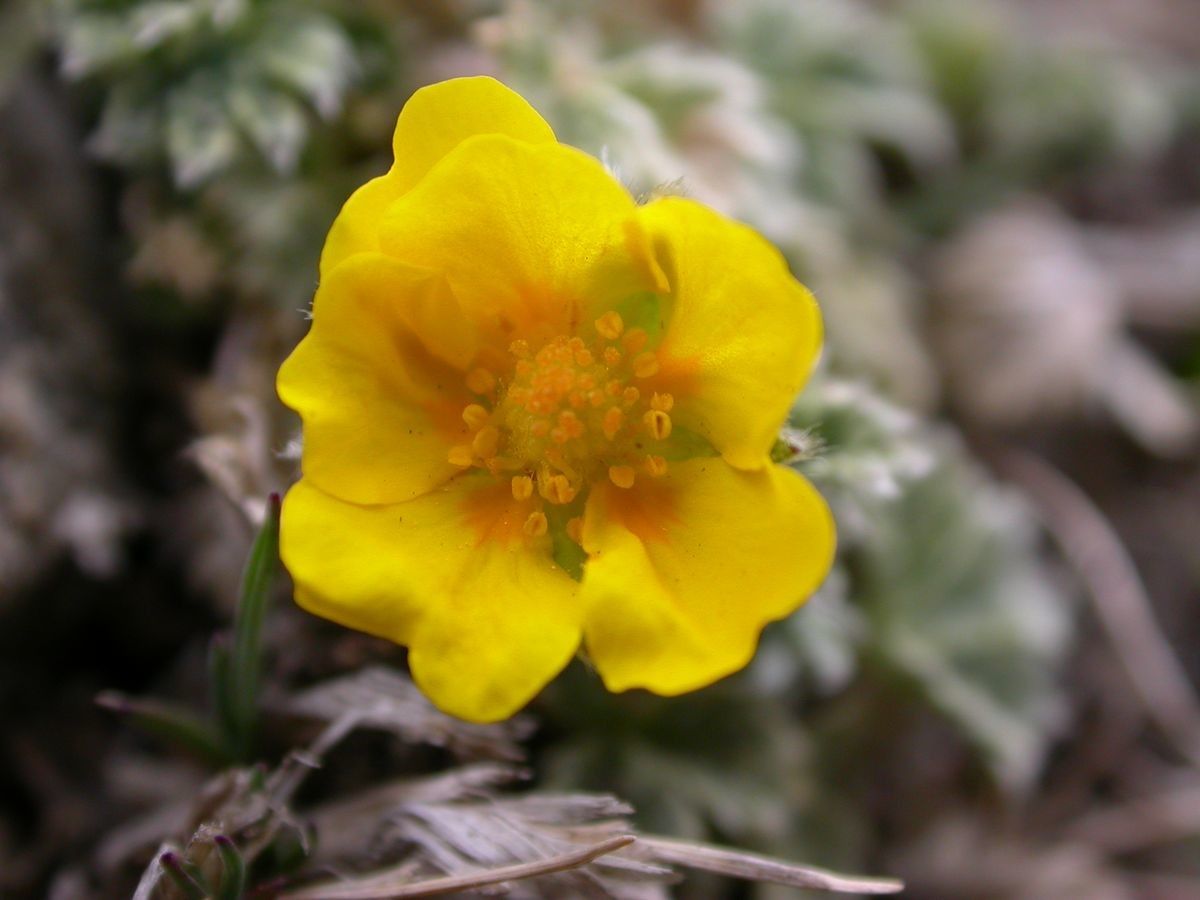 Potentilla sinonivea — search result for 'Potentilla'
