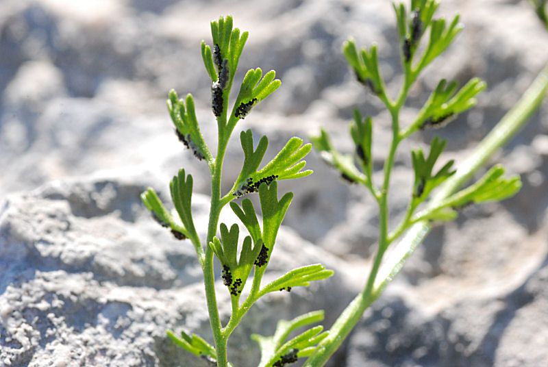 Asplenium fissum fruit