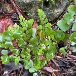 Adiantum capillus-veneris