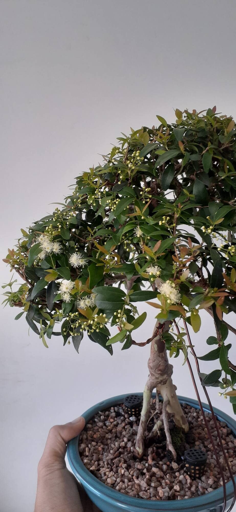 Myrcia selloi flower