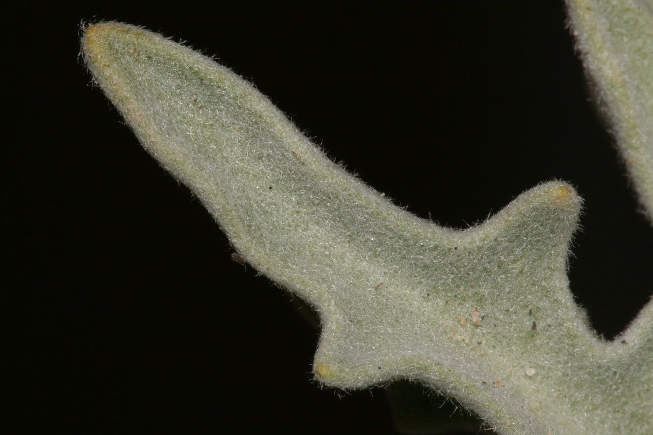 Matthiola crassifolia leaf