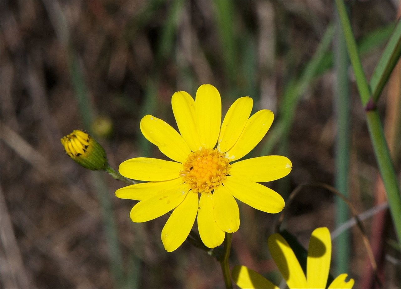 Senecio californicus — search result for 'Senecio'