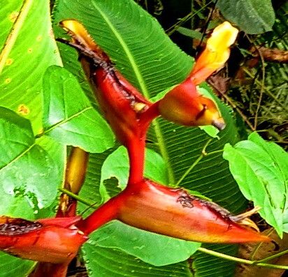 Vriesea gradata flower