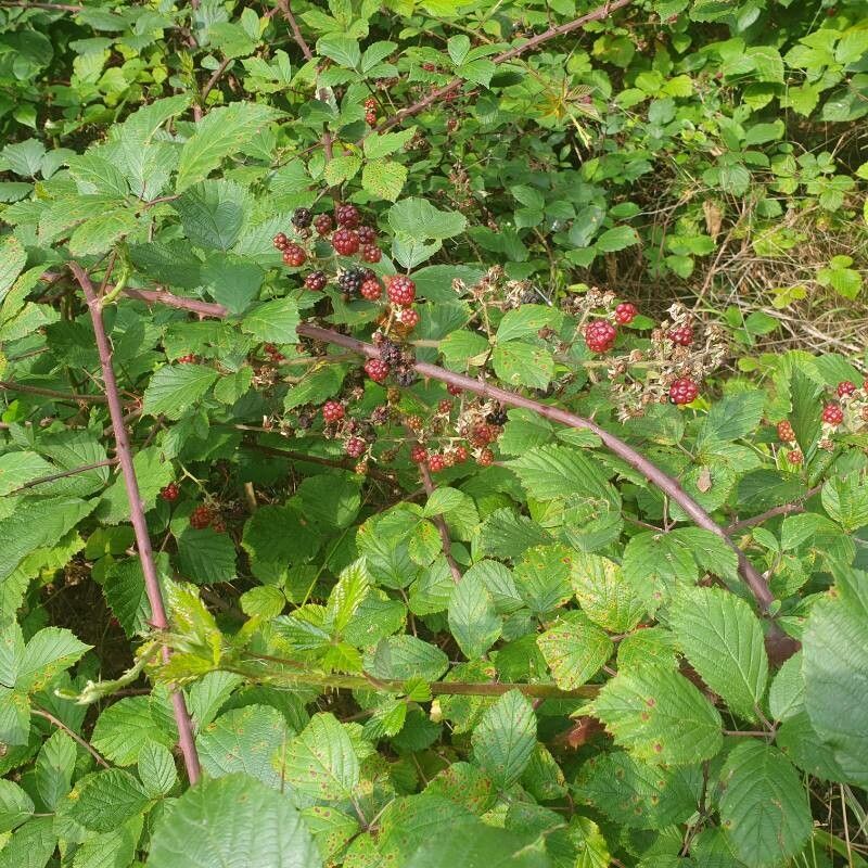 Rubus procerus fruit