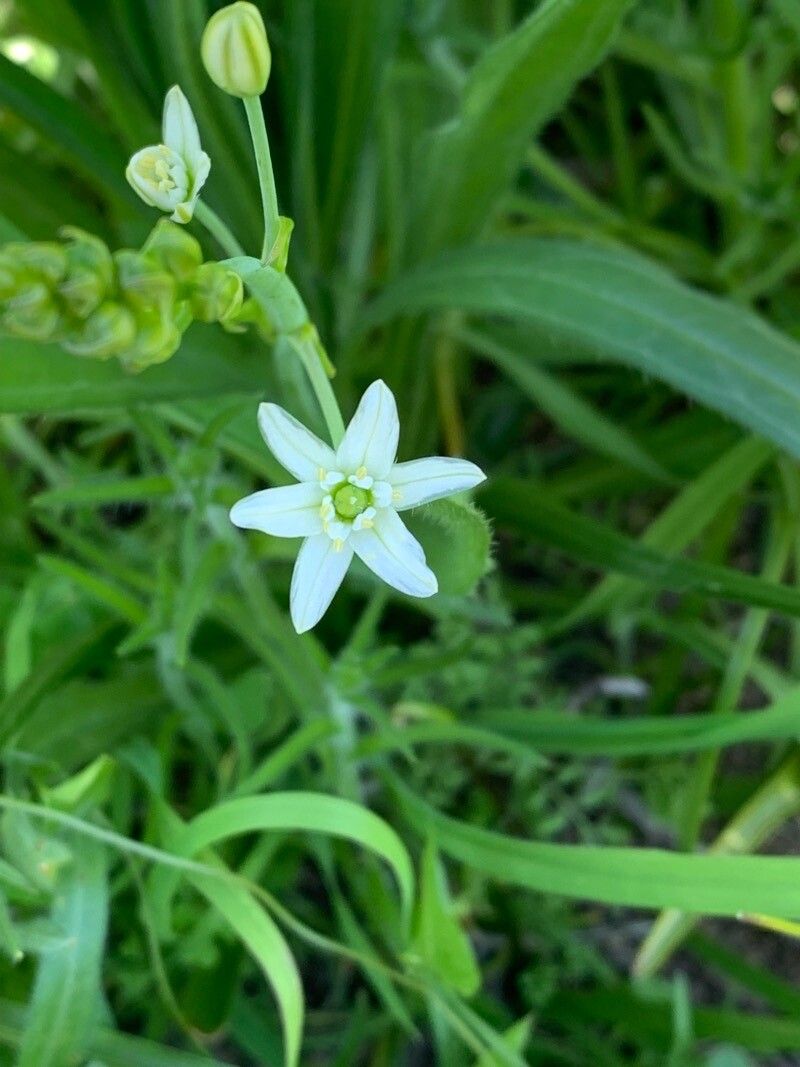 Muilla maritima flower
